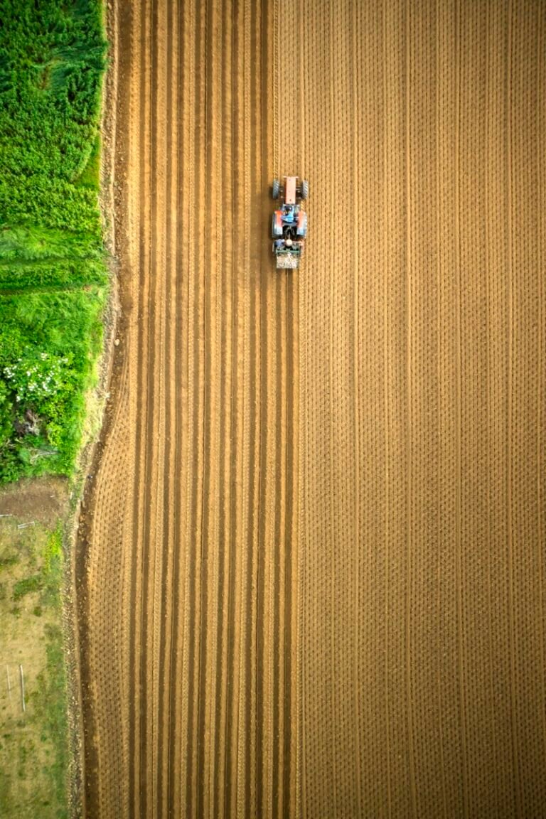 Campo